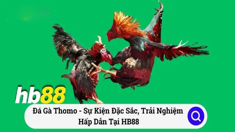 Đá gà Thomo siêu hấp dẫn