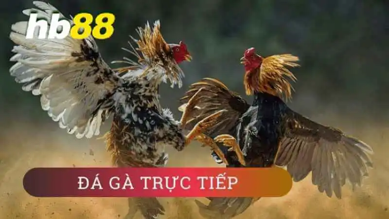 Đá gà trực tiếp C1