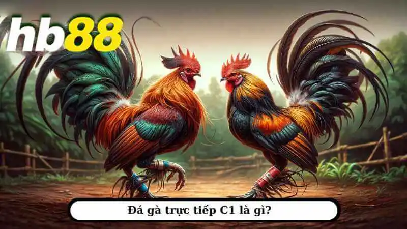 Đá gà trực tiếp C1 tại Hb88